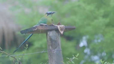 Motmot (Momotus aequatorialis) bir tahta kütüğün üzerinde duruyor ve muz yiyor.