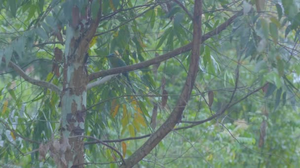 Motmot Momotus Aequatorialis Standing Tree Branch Moving Its Blue Tail — Stock Video