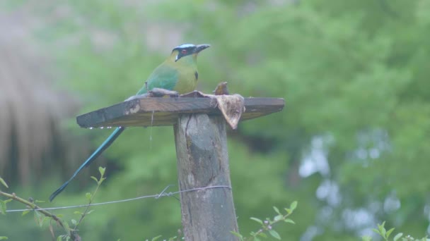 Motmot Momotus Aequatorialis Está Tronco Madeira Comendo Uma Parte Banana — Vídeo de Stock