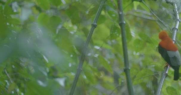 Rupicola Peruvianus Står Trädgren Medans Det Regnar Skogen — Stockvideo