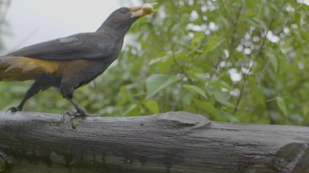 木の丸太の上に黒と黄色のクレストのオロペンドラが立っていますバナナを食べています — ストック動画