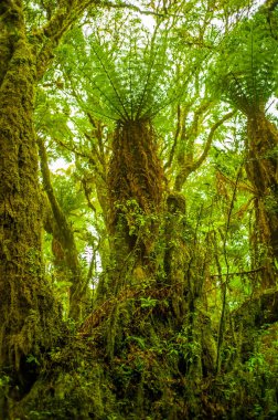 Samaipata, Santa Cruz / Bolivya 'daki muazzam büyüklüklerinden dolayı Gölgeler Veren Yeşil Yapraklı Dev Eğrelti Ağaçları Ormanı