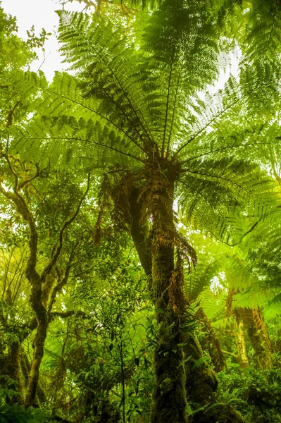 Samaipata, Santa Cruz / Bolivya 'daki muazzam büyüklüklerinden dolayı Gölgeler Veren Yeşil Yapraklı Dev Eğrelti Ağaçları Ormanı