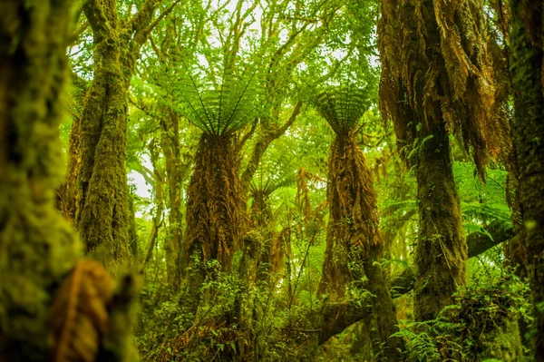 Wald Aus Riesigen Farnbäumen Mit Grünen Blättern Die Aufgrund Ihrer — Stockfoto