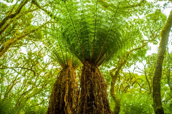 Bosque Helechos Gigantes Con Hojas Verdes Que Dan Sombras Debido —  Fotos de Stock