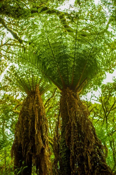 Las Olbrzymich Fern Drzewa Zielonymi Liśćmi Które Dają Cienie Względu — Zdjęcie stockowe