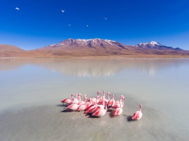 Görkemli Göl 'deki Büyük Flamingo Grubu Eduardo Abaroa Ulusal Parkı, Uyuni, Potosi / Bolivya' da Besleniyor ve Rahatlıyor