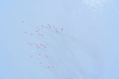 Uyuni, Potosi / Bolivya 'daki Dünyanın En Büyük Tuz Çölünde Yürüyen Pembe Derili Flamingolar