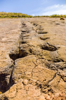 Potosi / Bolivya 'daki Toro Ulusal Parkı Vadisi' ndeki Kayalıklarda Ankylosaurus Dinozor Ayak İzleri