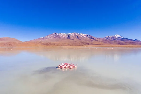 Stor Grupp Flamingos Spektakulära Sjön Matar Och Avkopplande Eduardo Abaroa — Stockfoto
