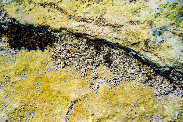 カナダ ケベック州アンティコスティ島の海の岩の上の海藻とバナー — ストック写真