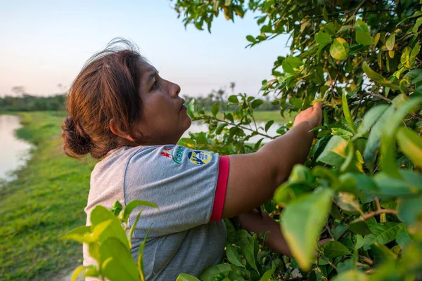 Yapacani Santa Cruz Bolivien Januar 2014 Braune Frau Pflückt Zitronen — Stockfoto