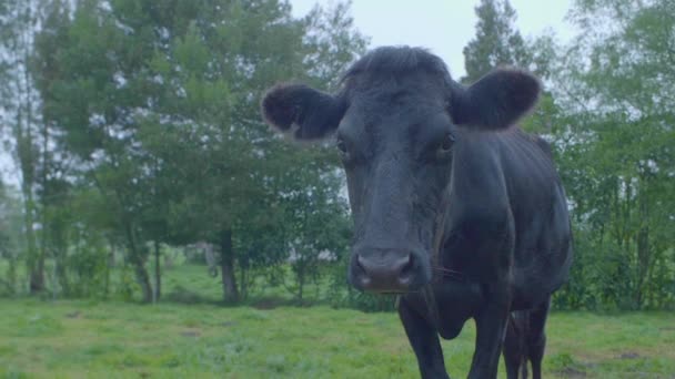 Black Cow Broken Horns Looking Camera Farmland — Stock Video