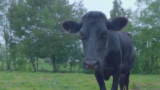 Vache noire avec cornes cassées regardant la caméra dans une terre agricole 