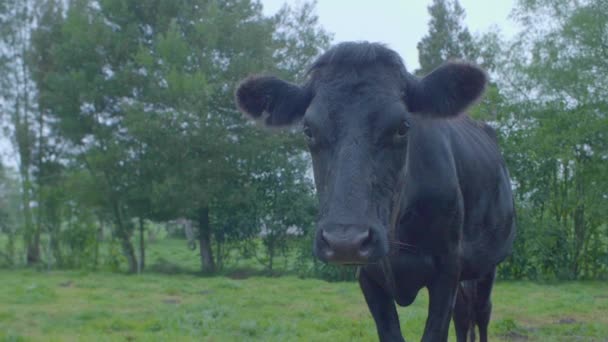 Kırık Boynuzlu Siyah Nek Çiftlikteki Kameraya Bakıyor — Stok video