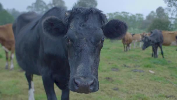 Vaca Negra Com Chifres Quebrados Olhando Para Câmera Perto Outra — Vídeo de Stock