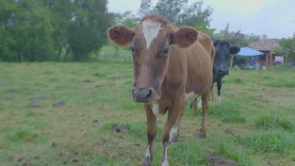 Brown Cow Tittar Kameran Ett Jordbruksland — Stockvideo