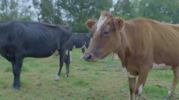 Vacas Pretas Marrons Uma Terra Rural Dia Nublado — Vídeo de Stock