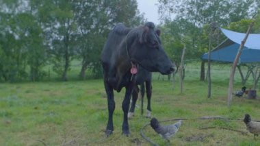 Tarlada Birkaç Tavuğu Olan İnce Yaşlı Siyah İnek