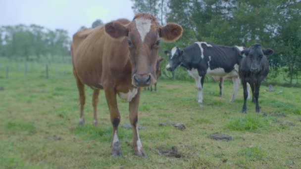 Thin Old Cows Farmland One Them Shows Ribs — Stock Video