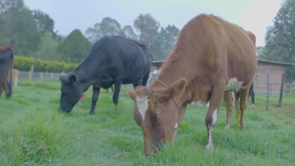 Černé a hnědé krávy jedí trávu na farmě v zamračeném dni