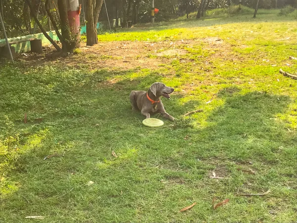 Dişi Weimaraner Çiftleşen Köpek Güneşli Bir Günde Parkta Frizbiyle Oynuyor — Stok fotoğraf