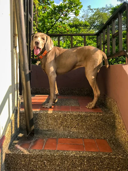 Female Weimaraner Breed Dog Waiting Her Door Opened — Stock Photo, Image