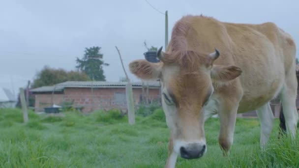 Vaca Mastigar Grama Uma Fazenda Dia Nublado — Vídeo de Stock