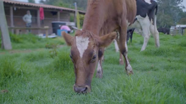 曇った日に農地で草を食べる黒牛と茶色の牛 — ストック動画