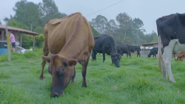 Brown Cow Eating Grass Farmland Cloudy Day — Stock Video