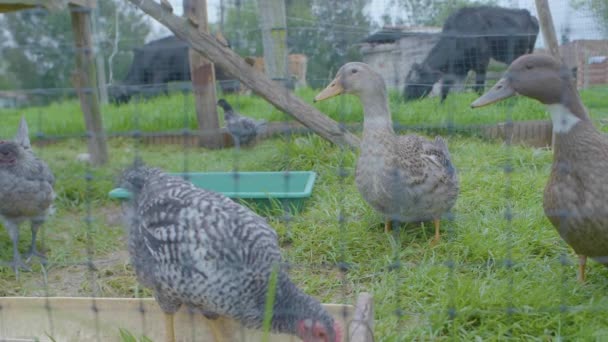 Pequeno Corral Com Animais Fazenda Patos Galinhas — Vídeo de Stock