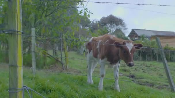 Veau regardant la caméra derrière la clôture dans une terre agricole 