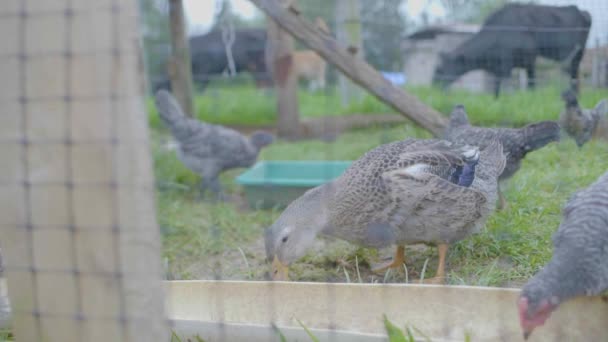 Corral Piccolo Con Animali Fattoria Anatre Polli — Video Stock