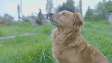 Kısa bacaklı köpek Gökyüzüne bakıyor ve iç çekiyor