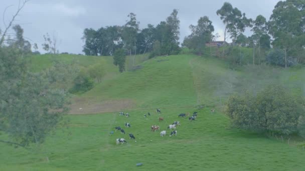 Green Hills Full Pasture Cattle Antioquia Colombia — Stock Video