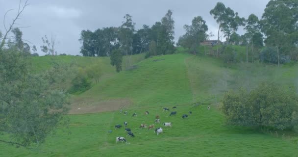 アンティオキア コロンビアの牛のための牧草地でいっぱいの緑の丘 — ストック動画