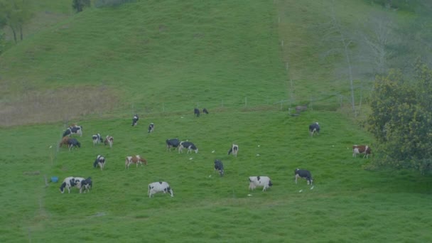 Zielone Wzgórza Pełne Pastwisk Dla Bydła Antioquia Kolumbia — Wideo stockowe
