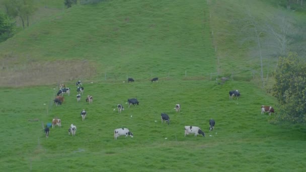 Groene Heuvels Vol Weiland Voor Runderen Antioquia Colombië — Stockvideo