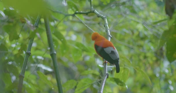 Rupicola Peruvianus Steht Auf Einem Ast Während Wald Regnet — Stockvideo