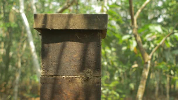 Apiary Full Bees Coming Going Riberalta Bolívia — Vídeo de Stock