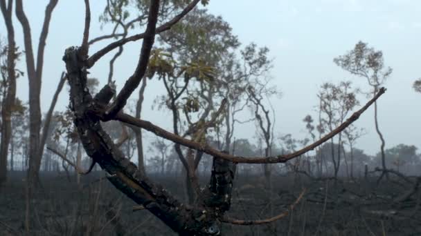 Foresta Pluviale Tropicale Amazzonica Incendiata — Video Stock