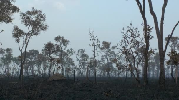 Brända Amazonas Tropiska Regnskog Rikaste Ekosystem Jorden Förstörs Till Aska — Stockvideo