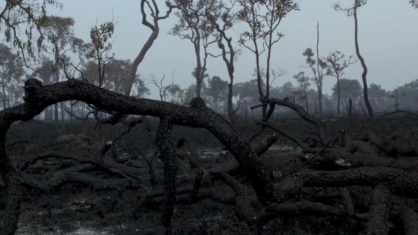 Bosque Lluvioso Tropical Amazónico Quemado — Vídeo de stock