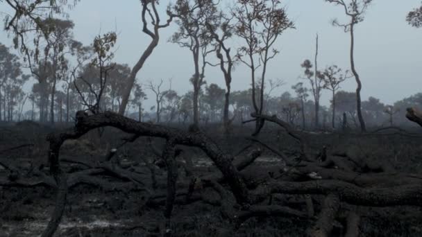 Καμένο Τροπικό Δάσος Του Αμαζονίου — Αρχείο Βίντεο