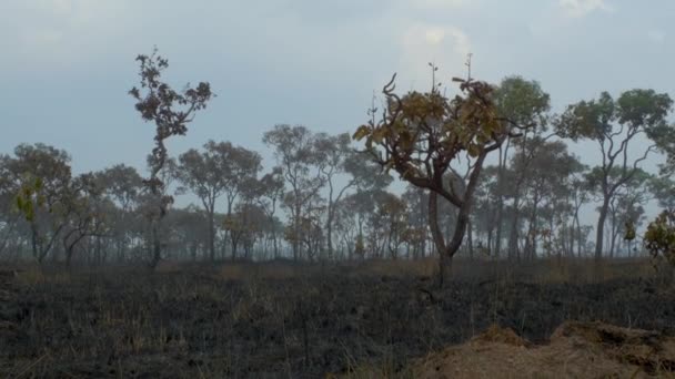 烧毁亚马逊热带雨林 地球上最富有的生态系统被毁坏为牛放牧和大豆作物的灰烬 — 图库视频影像
