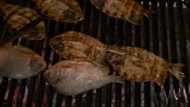 Several Pacu Fish Cooking Grill Many Coals Lit Ashes — Stock Video