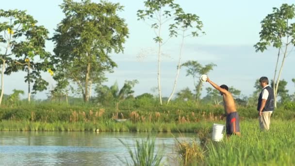 ヤパカニ サンタクルーズ ボリビア2016年4月1日 タンバキとパク Serrasalmus 魚の養殖 — ストック動画