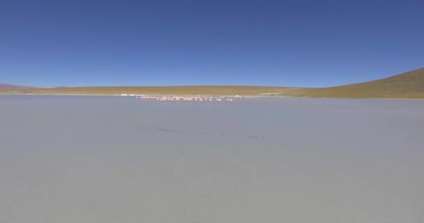 在Eduardo Abaroa国家公园 Uyuni Potosi Bolivia 壮观湖中的大量火烈鸟正在觅食 行走和放松 — 图库视频影像