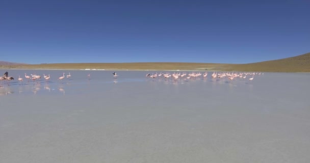 Gran Grupo Flamencos Espectacular Lago Alimentan Caminan Relajan Parque Nacional — Vídeo de stock