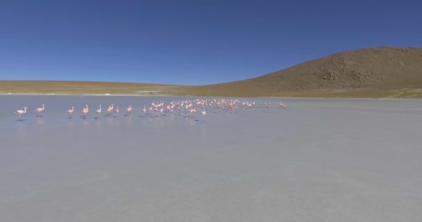 壮大な湖のフラミンゴの大規模なグループは ウユニ ポトシ ボリビアのエドゥアルド アバロア国立公園でのウォーキングとリラクゼーションです — ストック動画